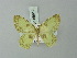 ( - BC ZSM Lep 69812)  @11 [ ] CreativeCommons - Attribution Non-Commercial Share-Alike (2013) Axel Hausmann/Bavarian State Collection of Zoology (ZSM) SNSB, Zoologische Staatssammlung Muenchen