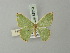  (Comostola flavifimbria - BC ZSM Lep 69819)  @11 [ ] CreativeCommons - Attribution Non-Commercial Share-Alike (2013) Axel Hausmann/Bavarian State Collection of Zoology (ZSM) SNSB, Zoologische Staatssammlung Muenchen