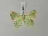  ( - BC ZSM Lep 69822)  @11 [ ] CreativeCommons - Attribution Non-Commercial Share-Alike (2013) Axel Hausmann/Bavarian State Collection of Zoology (ZSM) SNSB, Zoologische Staatssammlung Muenchen