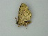  ( - BC ZSM Lep 76585)  @12 [ ] CreativeCommons - Attribution Non-Commercial Share-Alike (2013) Axel Hausmann/Bavarian State Collection of Zoology (ZSM) SNSB, Zoologische Staatssammlung Muenchen
