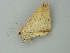  (Oxydia mundata - BC ZSM Lep 76591)  @13 [ ] CreativeCommons - Attribution Non-Commercial Share-Alike (2013) Axel Hausmann/Bavarian State Collection of Zoology (ZSM) SNSB, Zoologische Staatssammlung Muenchen