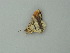  ( - BC ZSM Lep 76621)  @12 [ ] CreativeCommons - Attribution Non-Commercial Share-Alike (2013) Axel Hausmann/Bavarian State Collection of Zoology (ZSM) SNSB, Zoologische Staatssammlung Muenchen