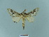  (Streblote siva - BC ZSM Lep 87318)  @14 [ ] CreativeCommons - Attribution Non-Commercial Share-Alike (2015) Axel Hausmann/Bavarian State Collection of Zoology (ZSM) SNSB, Zoologische Staatssammlung Muenchen
