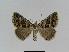  (Dichromodes haematopa - BC EF Lep 01002)  @14 [ ] Copyright (2010) Unspecified Research Collection of Egbert Friedrich