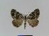  ( - BC EF Lep 01003)  @13 [ ] Copyright (2010) Unspecified Research Collection of Egbert Friedrich