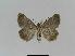  ( - BC EF Lep 01003)  @13 [ ] Copyright (2010) Unspecified Research Collection of Egbert Friedrich
