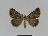  ( - BC EF Lep 01004)  @13 [ ] Copyright (2010) Unspecified Research Collection of Egbert Friedrich