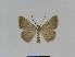  ( - BC EF Lep 01006)  @13 [ ] Copyright (2010) Unspecified Research Collection of Egbert Friedrich