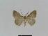  ( - BC EF Lep 01006)  @12 [ ] Copyright (2010) Unspecified Research Collection of Egbert Friedrich
