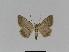  ( - BC EF Lep 01007)  @13 [ ] Copyright (2010) Unspecified Research Collection of Egbert Friedrich