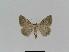  ( - BC EF Lep 01007)  @12 [ ] Copyright (2010) Unspecified Research Collection of Egbert Friedrich