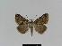  ( - BC EF Lep 01008)  @13 [ ] Copyright (2010) Unspecified Research Collection of Egbert Friedrich