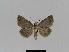  ( - BC EF Lep 01008)  @13 [ ] Copyright (2010) Unspecified Research Collection of Egbert Friedrich