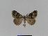  ( - BC EF Lep 01009)  @13 [ ] Copyright (2010) Unspecified Research Collection of Egbert Friedrich