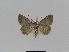  ( - BC EF Lep 01009)  @13 [ ] Copyright (2010) Unspecified Research Collection of Egbert Friedrich