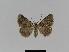  ( - BC EF Lep 01010)  @13 [ ] Copyright (2010) Unspecified Research Collection of Egbert Friedrich