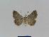  ( - BC EF Lep 01010)  @13 [ ] Copyright (2010) Unspecified Research Collection of Egbert Friedrich