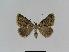  ( - BC EF Lep 01011)  @13 [ ] Copyright (2010) Unspecified Research Collection of Egbert Friedrich