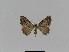  (Dichromodes AH02 - BC EF Lep 01012)  @13 [ ] Copyright (2010) Unspecified Research Collection of Egbert Friedrich