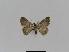  ( - BC EF Lep 01012)  @12 [ ] Copyright (2010) Unspecified Research Collection of Egbert Friedrich