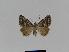  (Dichromodes AH08 - BC EF Lep 01013)  @13 [ ] Copyright (2010) Unspecified Research Collection of Egbert Friedrich
