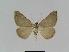  ( - BC EF Lep 01019)  @13 [ ] Copyright (2010) Unspecified Research Collection of Egbert Friedrich
