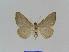  ( - BC EF Lep 01019)  @13 [ ] Copyright (2010) Unspecified Research Collection of Egbert Friedrich