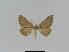  ( - BC EF Lep 01020)  @13 [ ] Copyright (2010) Unspecified Research Collection of Egbert Friedrich