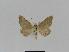  ( - BC EF Lep 01020)  @13 [ ] Copyright (2010) Unspecified Research Collection of Egbert Friedrich