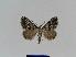  ( - BC EF Lep 01022)  @14 [ ] Copyright (2010) Unspecified Research Collection of Egbert Friedrich