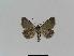  ( - BC EF Lep 01022)  @13 [ ] Copyright (2010) Unspecified Research Collection of Egbert Friedrich