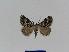  ( - BC EF Lep 01023)  @14 [ ] Copyright (2010) Unspecified Research Collection of Egbert Friedrich