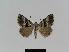  ( - BC EF Lep 01024)  @14 [ ] Copyright (2010) Unspecified Research Collection of Egbert Friedrich