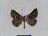  ( - BC EF Lep 01026)  @13 [ ] Copyright (2010) Unspecified Research Collection of Egbert Friedrich