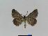  ( - BC EF Lep 01026)  @14 [ ] Copyright (2010) Unspecified Research Collection of Egbert Friedrich