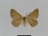  ( - BC EF Lep 01028)  @13 [ ] Copyright (2010) Unspecified Research Collection of Egbert Friedrich
