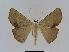  ( - BC EF Lep 01031)  @13 [ ] Copyright (2010) Unspecified Research Collection of Egbert Friedrich