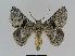  ( - BC EF Lep 01034)  @14 [ ] Copyright (2010) Unspecified Research Collection of Egbert Friedrich