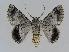  ( - BC EF Lep 01034)  @14 [ ] Copyright (2010) Unspecified Research Collection of Egbert Friedrich