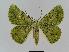  ( - BC EF Lep 01039)  @14 [ ] Copyright (2010) Unspecified Research Collection of Egbert Friedrich