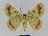  ( - BC EF Lep 01039)  @13 [ ] Copyright (2010) Unspecified Research Collection of Egbert Friedrich