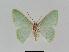  ( - BC EF Lep 01054)  @13 [ ] Copyright (2010) Unspecified Research Collection of Egbert Friedrich
