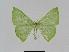 ( - BC EF Lep 01064)  @13 [ ] Copyright (2010) Unspecified Research Collection of Egbert Friedrich