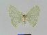  ( - BC EF Lep 01064)  @13 [ ] Copyright (2010) Unspecified Research Collection of Egbert Friedrich