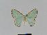  ( - BC EF Lep 01065)  @13 [ ] Copyright (2010) Unspecified Research Collection of Egbert Friedrich