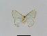  ( - BC EF Lep 01065)  @13 [ ] Copyright (2010) Unspecified Research Collection of Egbert Friedrich