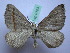  ( - BC SS Lep 0103)  @11 [ ] Copyright (2010) Unspecified Research Collection of Stefano Scalercio
