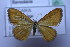  ( - BC SS Lep 0125)  @11 [ ] Copyright (2010) Unspecified Research Collection of Stefano Scalercio