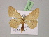  ( - BC ZSM Lep 07146)  @11 [ ] CreativeCommons - Attribution Non-Commercial Share-Alike (2010) Unspecified SNSB, Zoologische Staatssammlung Muenchen
