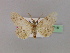  ( - BC ZSM Lep 09718)  @11 [ ] CreativeCommons - Attribution Non-Commercial Share-Alike (2010) Unspecified SNSB, Zoologische Staatssammlung Muenchen